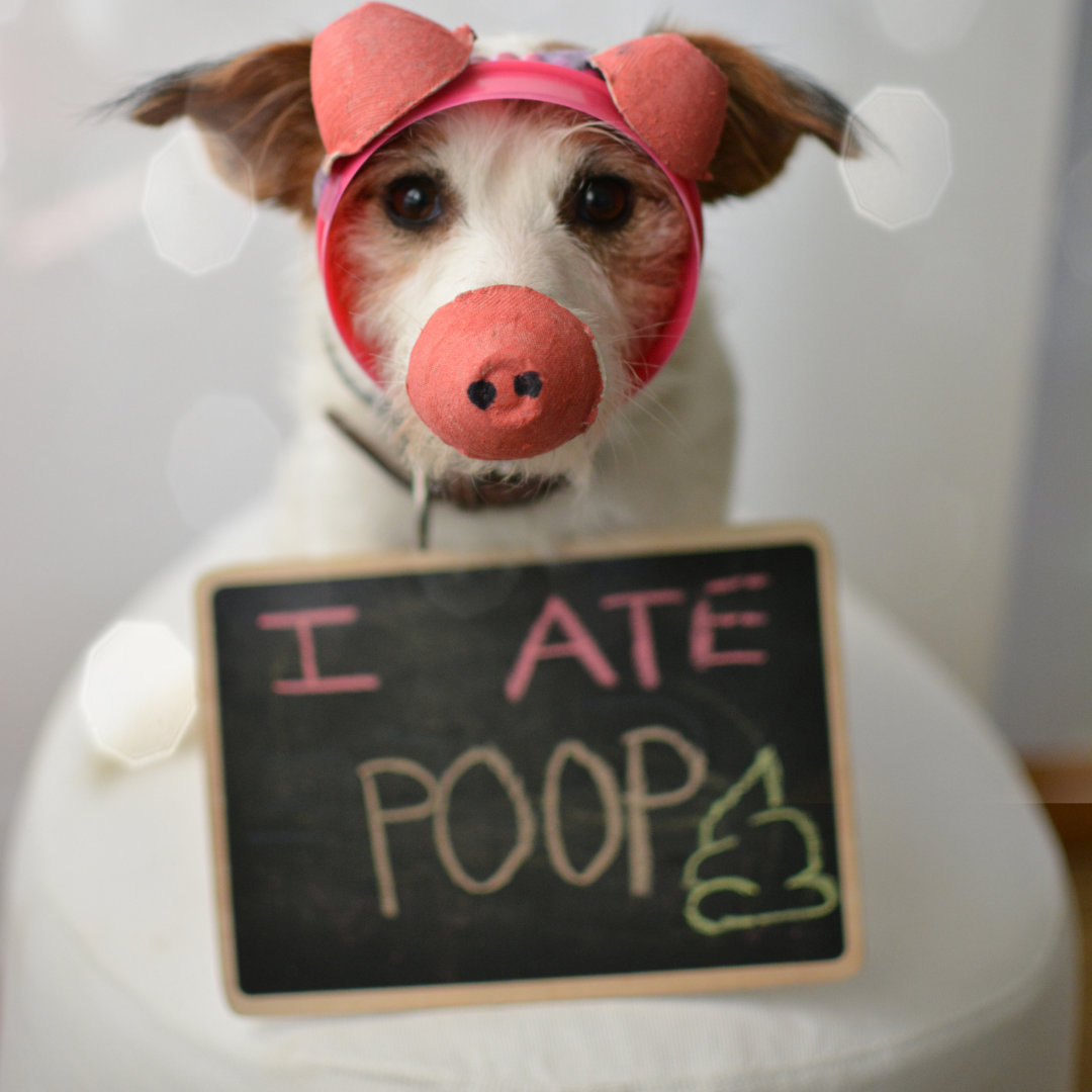 A dog with a signboard saying I ate poop.