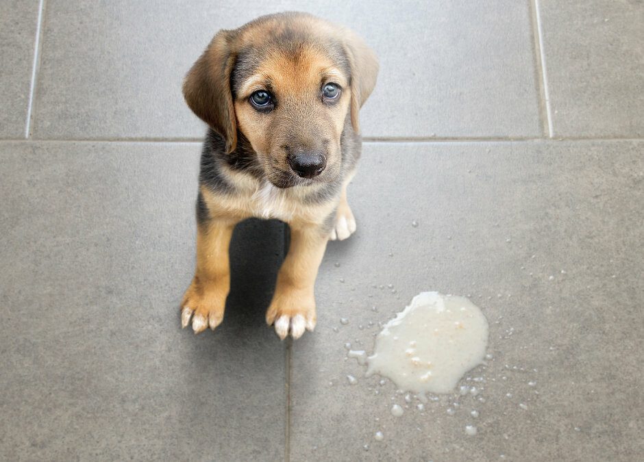Dog Vomit: What’s Making Your Dog Throw Up?
