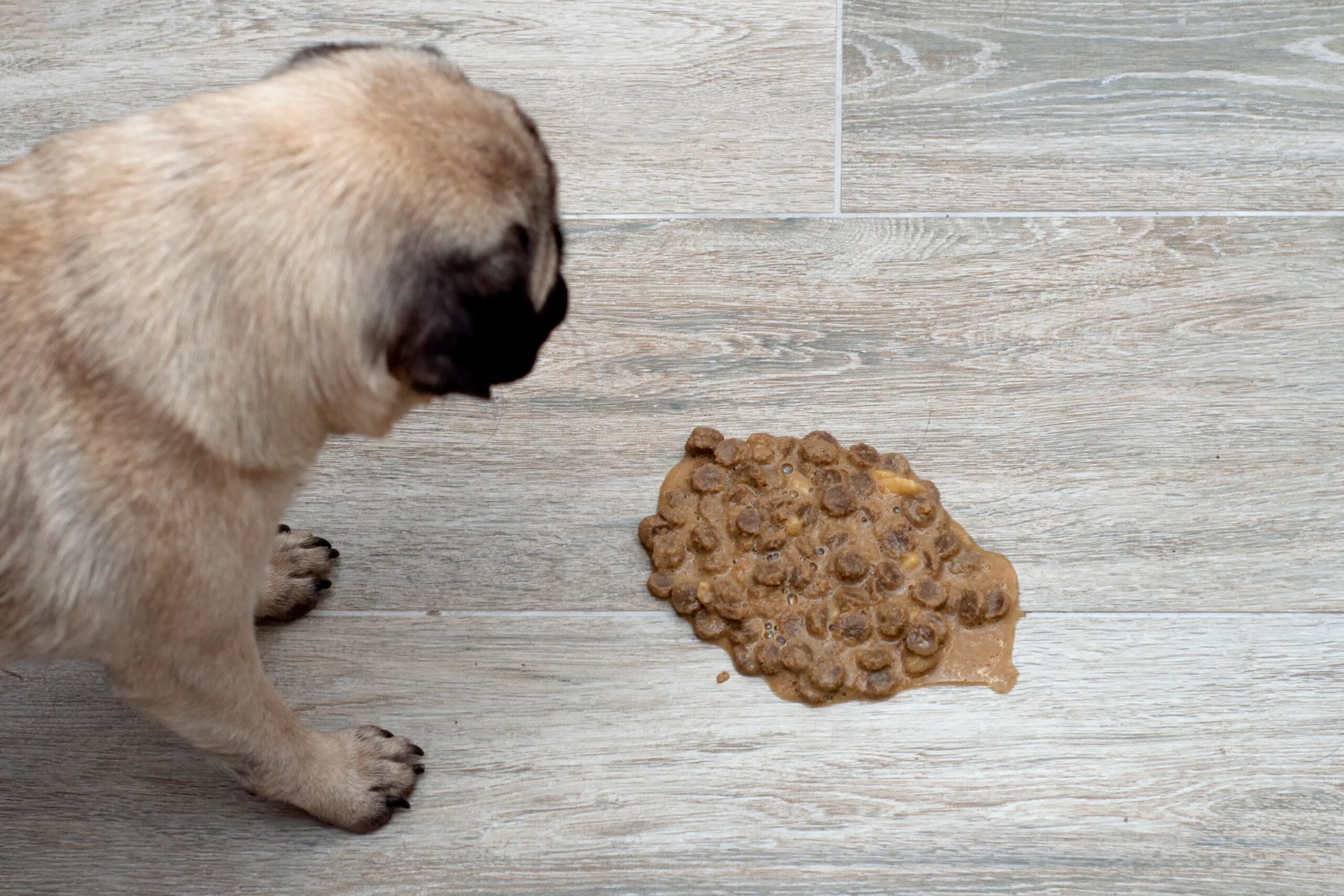 Dog Throwing Up Undigested Food: Should I be Concerned?