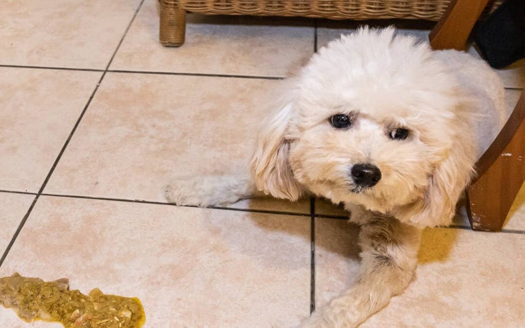 My Dog Just Yakked! What to Feed Dogs After Vomiting