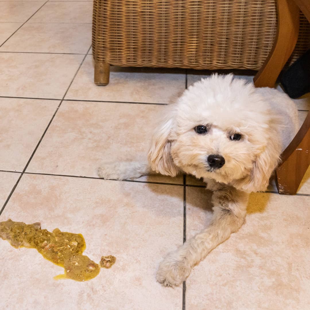 Photo of a white dog lying on the floor with a dog's vomit on the side.