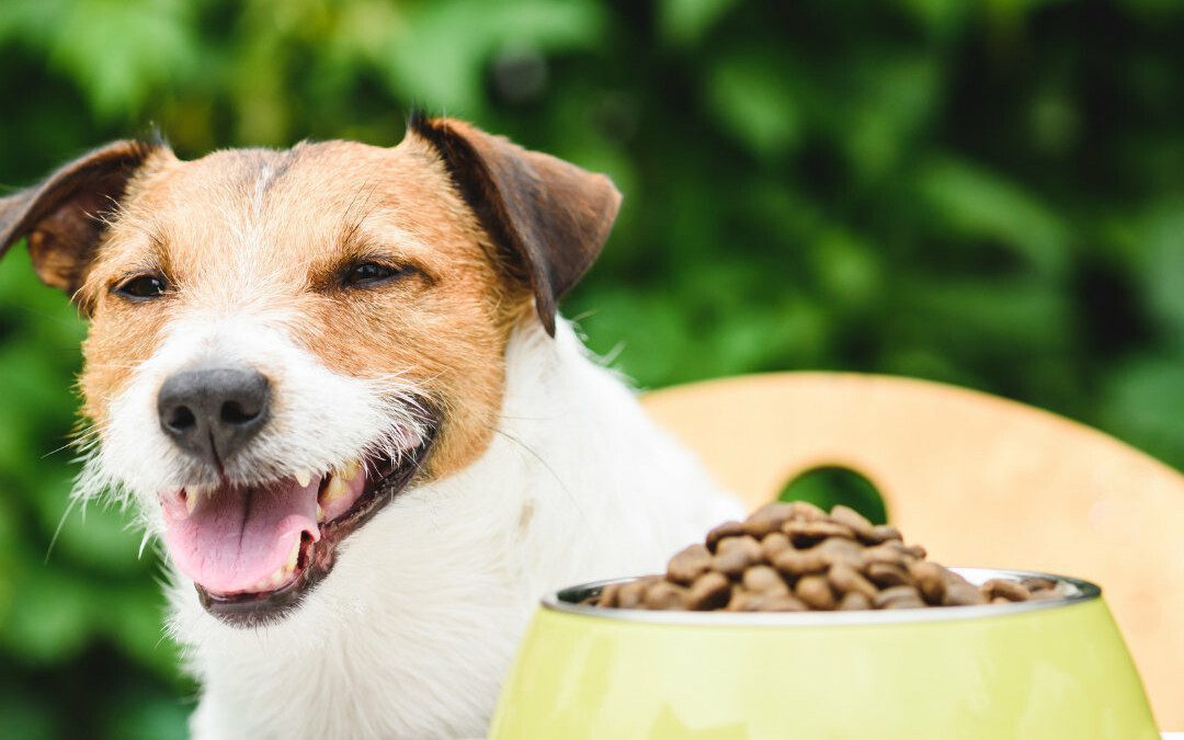 Digestive Enzymes for Dogs: Why Give Them Daily?