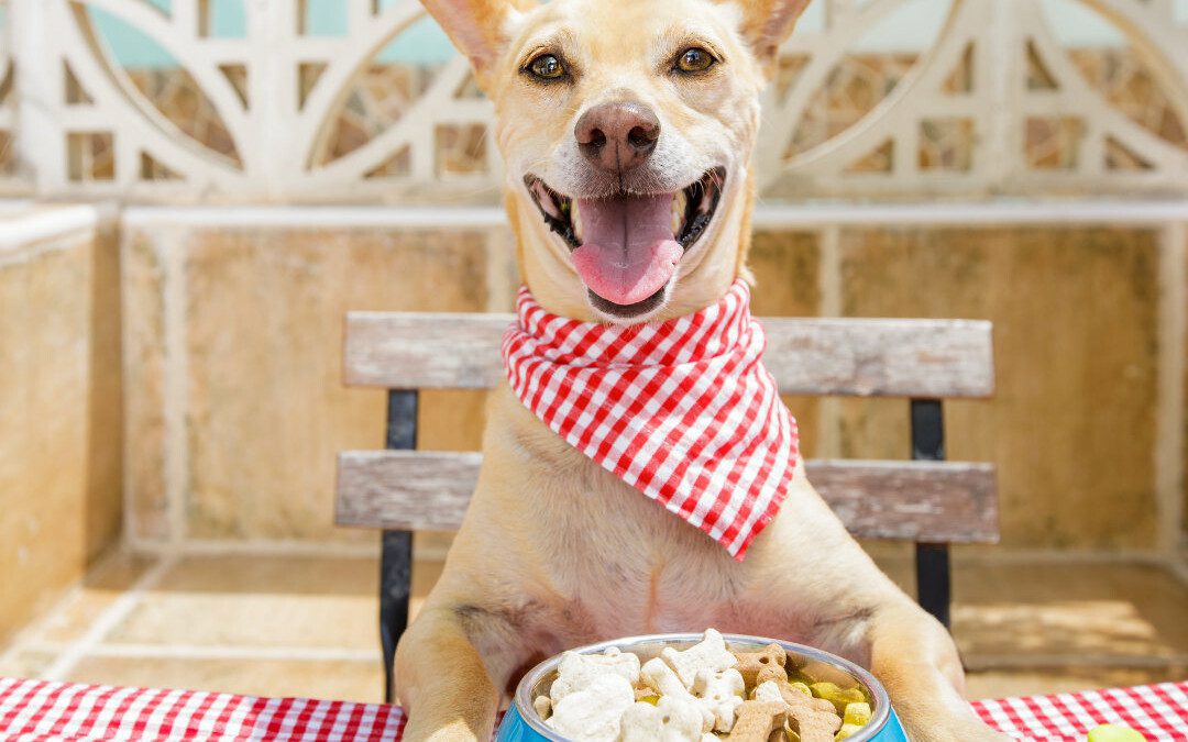Malabsorption In Dogs: What You Should Know About Nutrient Absorption