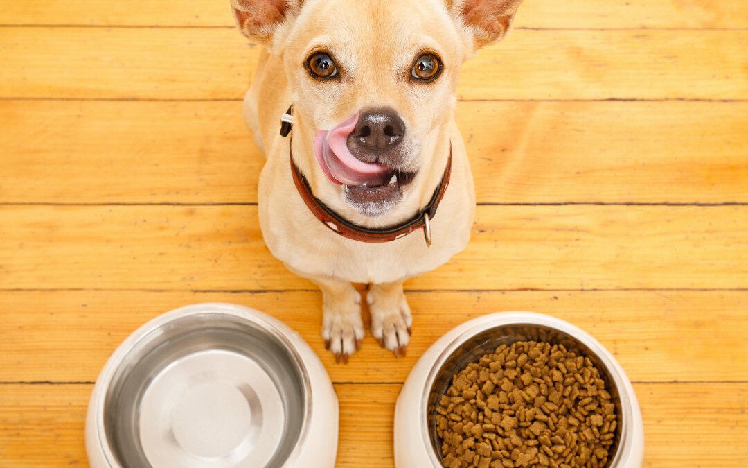 The FDA Says How You’re Handling Your Dog’s Food Affects Their Health
