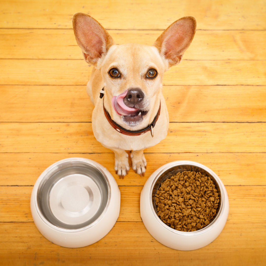 The FDA Says How You’re Handling Your Dog’s Food Affects Their Health