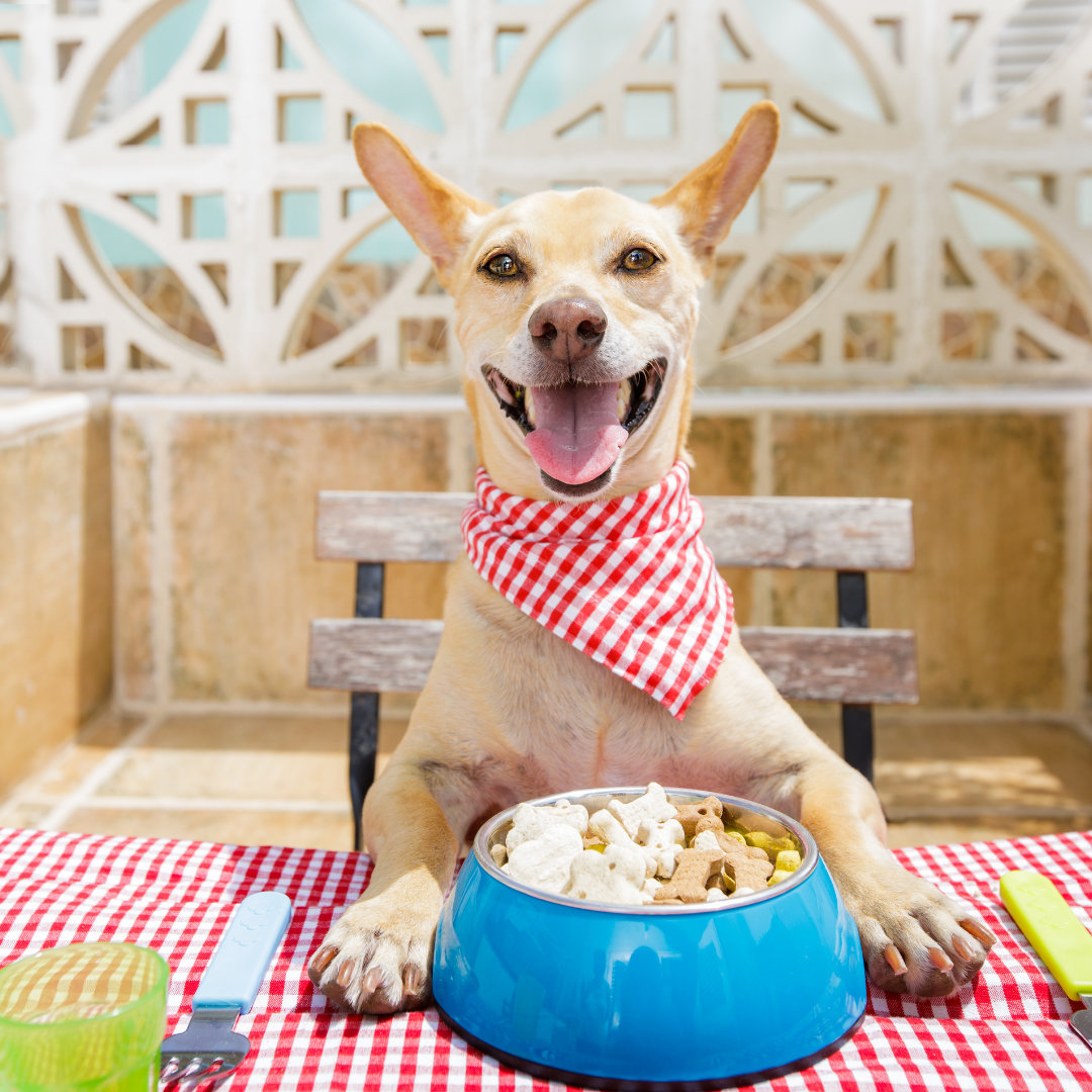 Photo of a smiling dog sitting outdoors at a table in front of a bowl filled with treats.