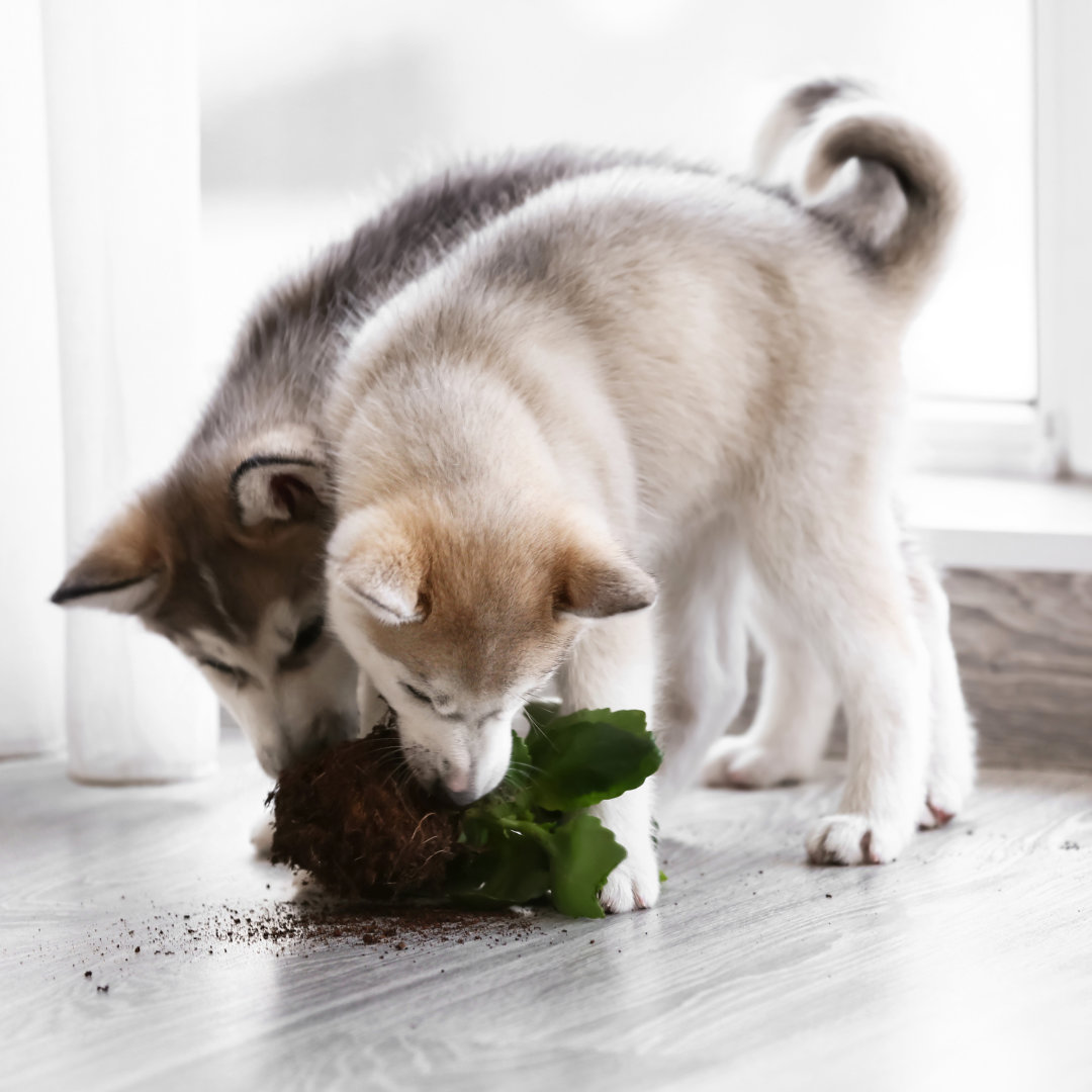 Pica in Dogs: When Eating is a Problem