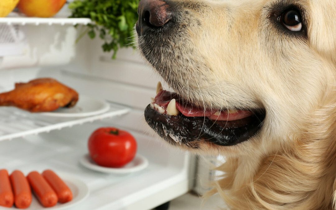 Take a Deep Breath…Your Dog CAN Have 100% Chicken Fat!