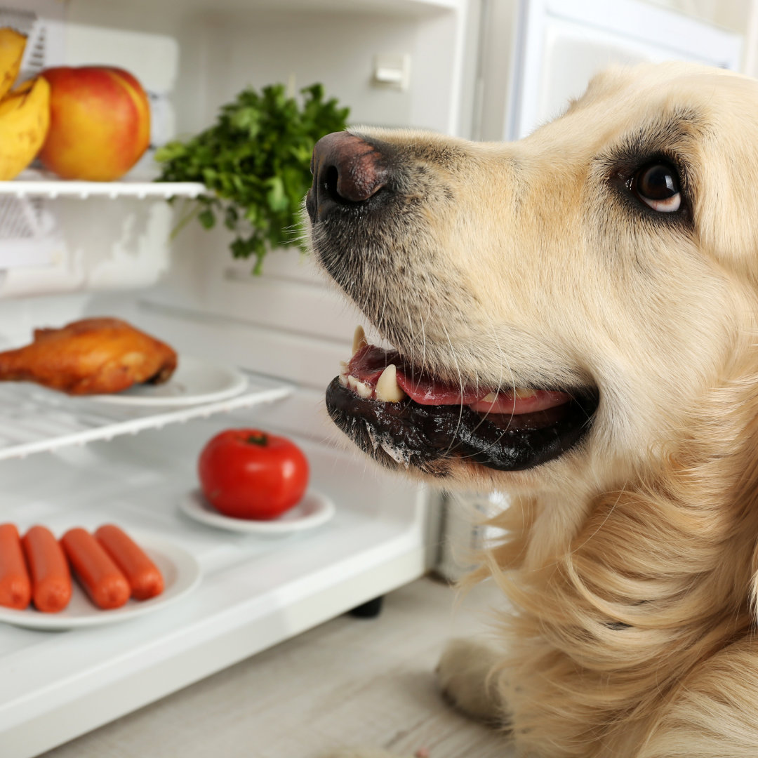 Photo of a golden retriever checking out food in the fridge.