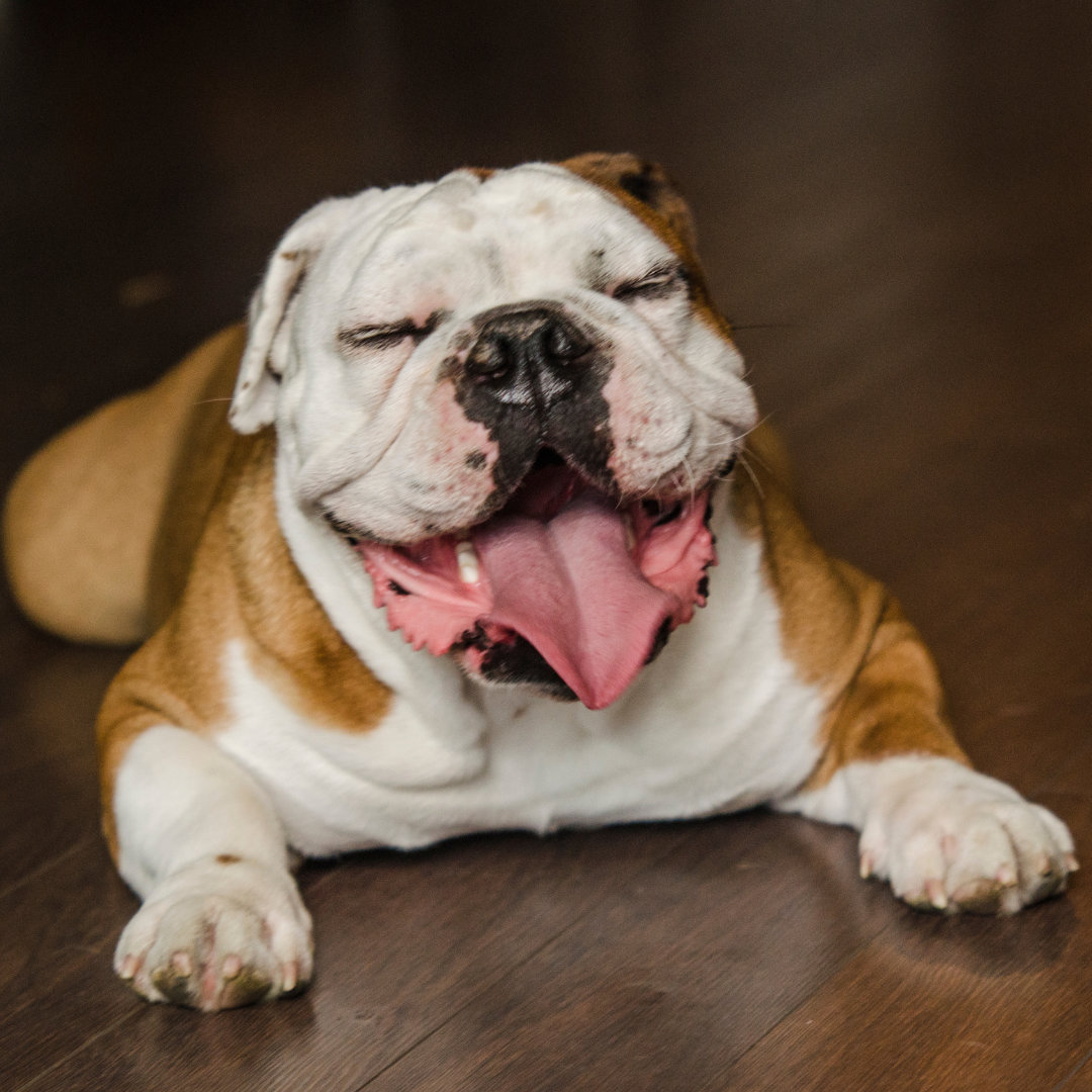 Photo of a happy bulldog.