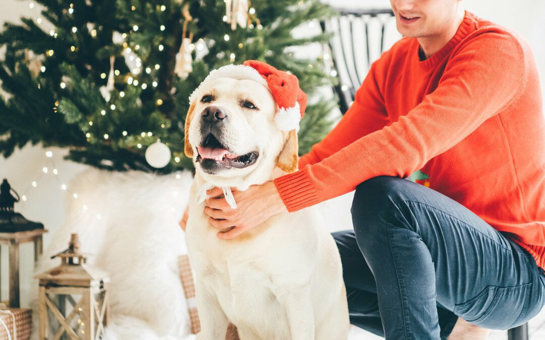 Fun Things to Do With Dogs for the Holidays