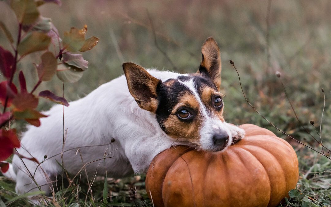 October is Here and Pumpkin is Near! A Pumpkin Recipe for Dogs