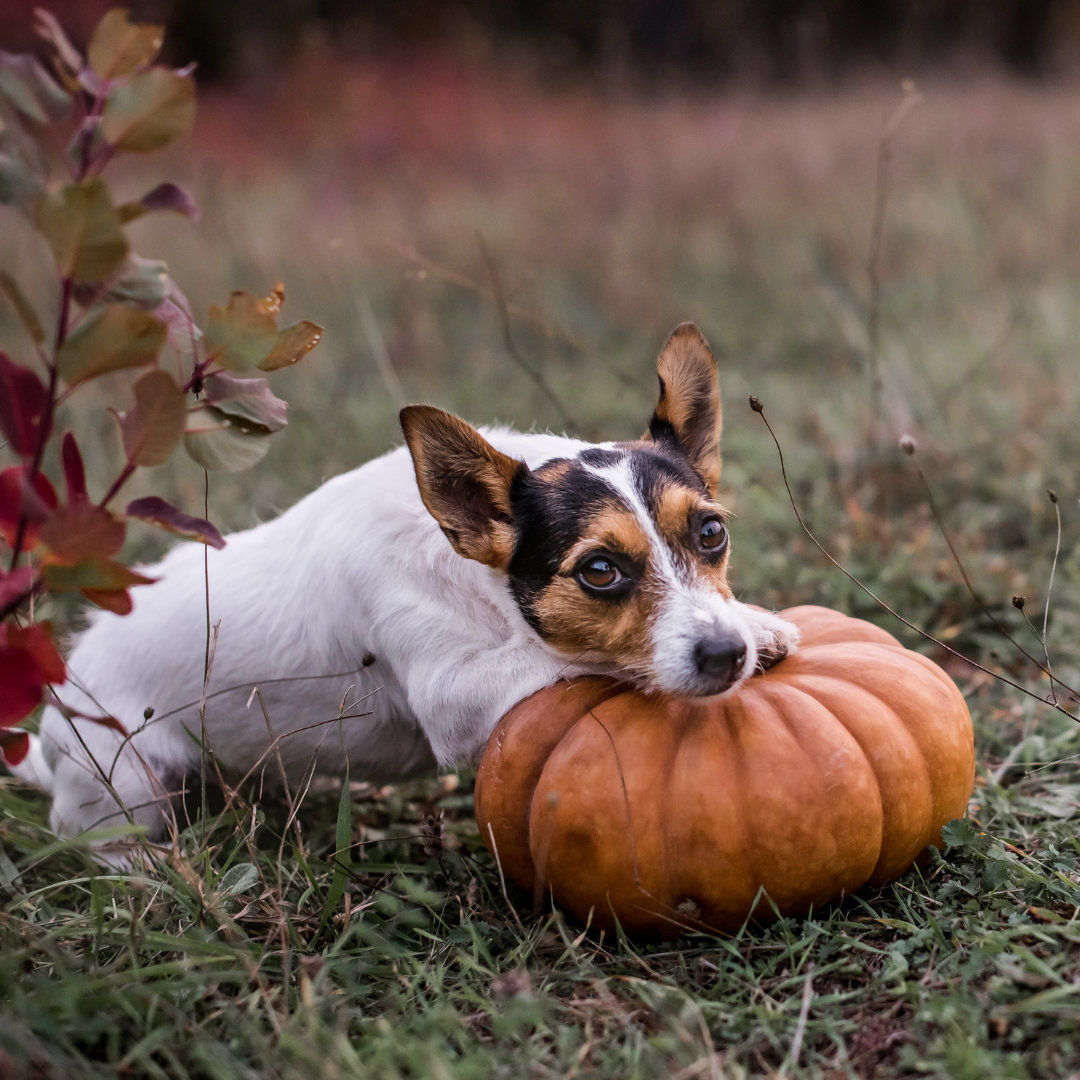 Photo of a dog resting their head on a pumpkin.