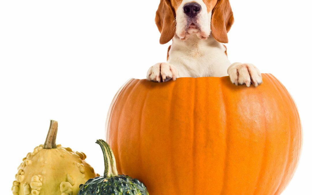 Halloween Pet Safety Tips: Fun for Your Furry Friends