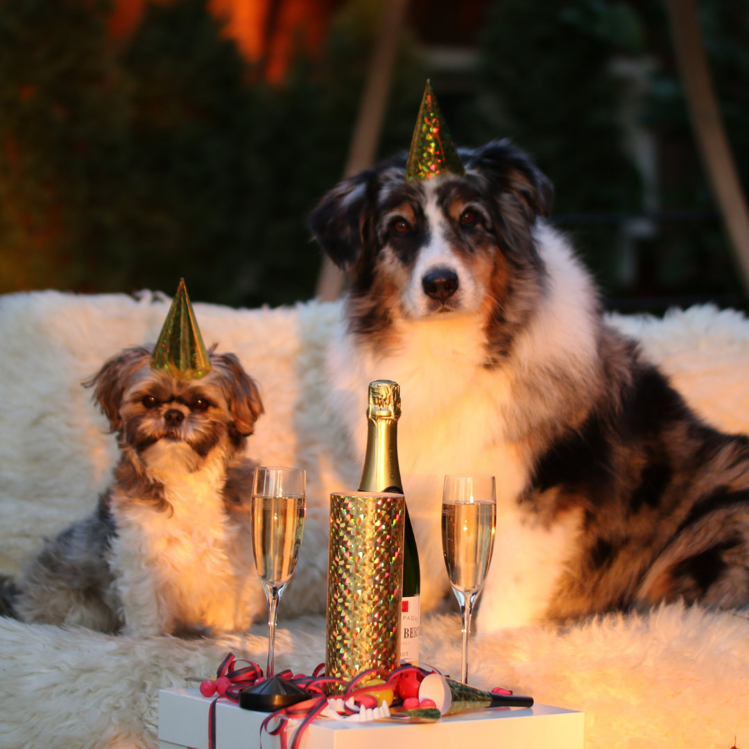 Photo of two dogs celebrating the new year.