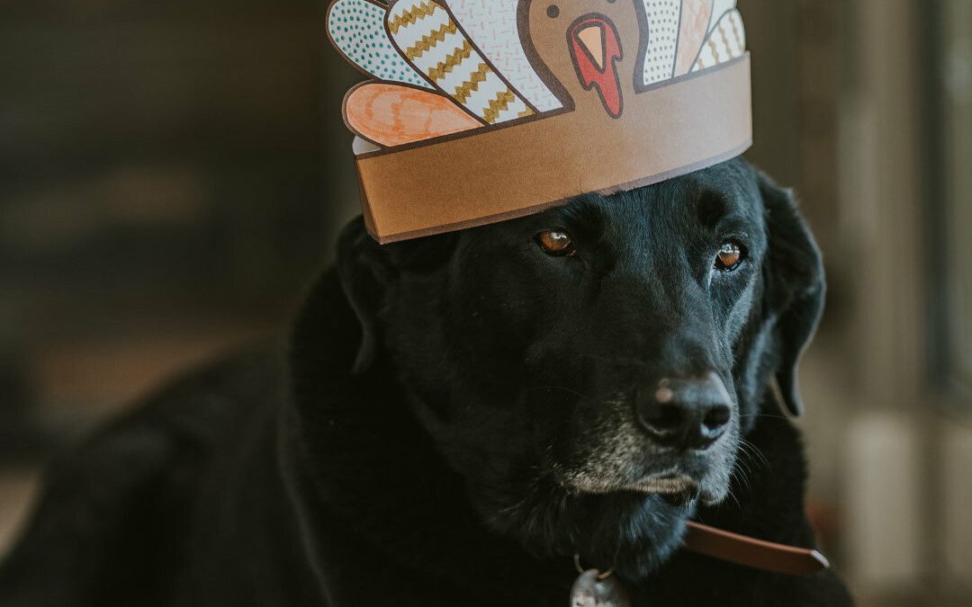 Top Tips for Thanksgiving With Dogs