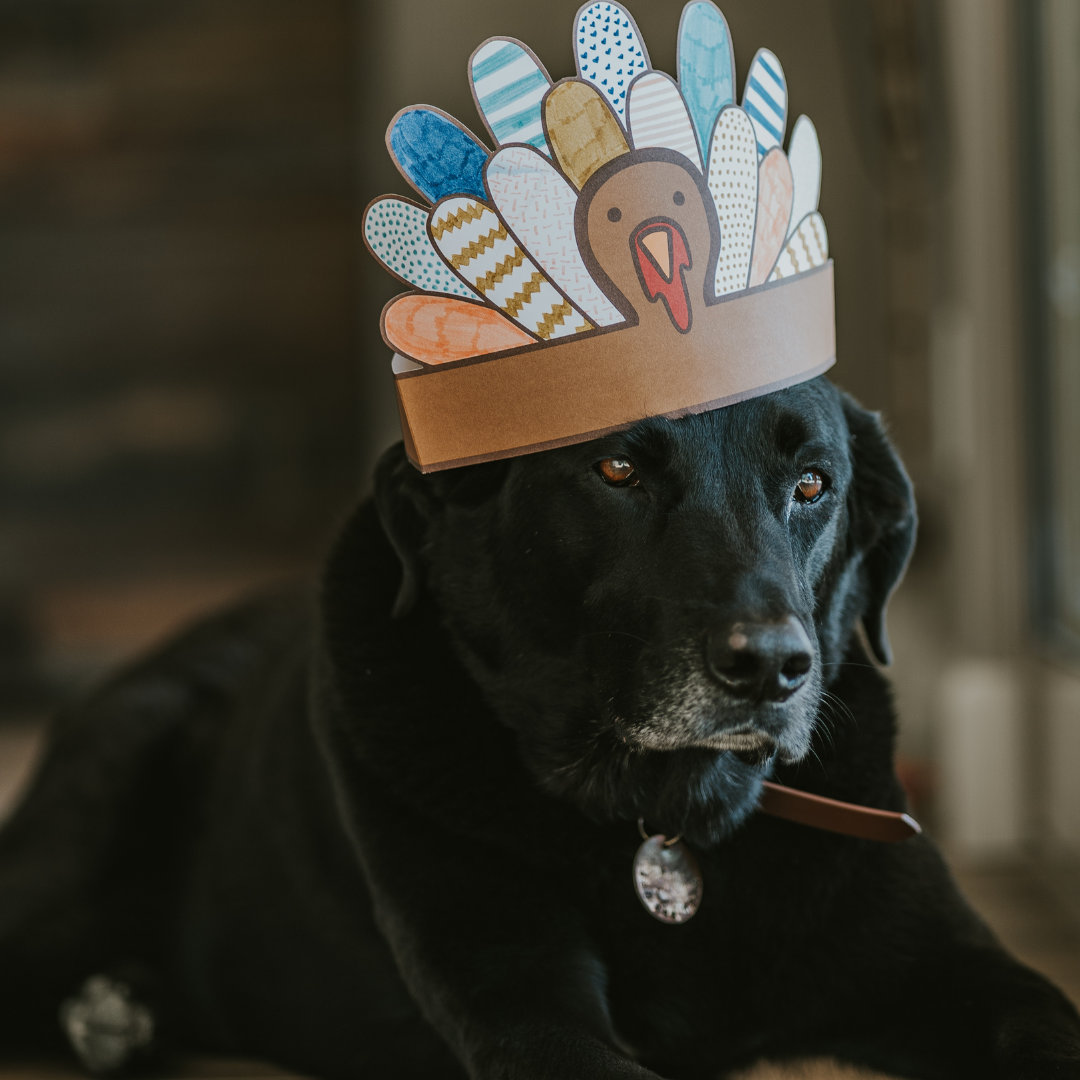 Photo of a labrador wearing a turkey feather hat.