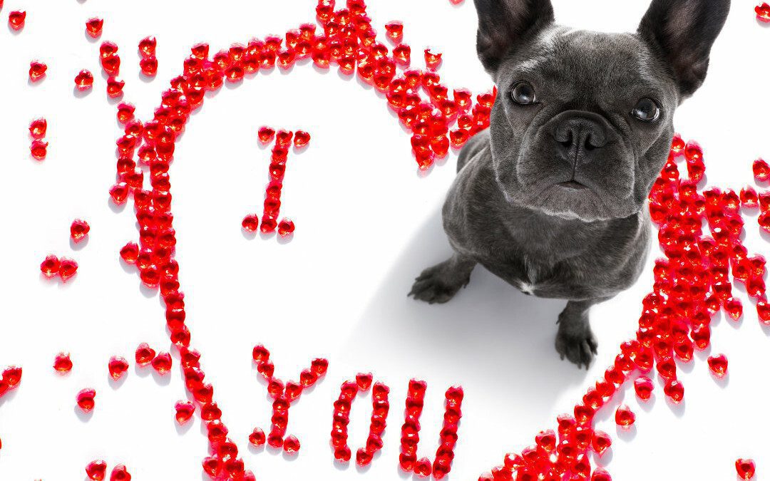 The Best DIY Valentine’s Day Treats for Dogs