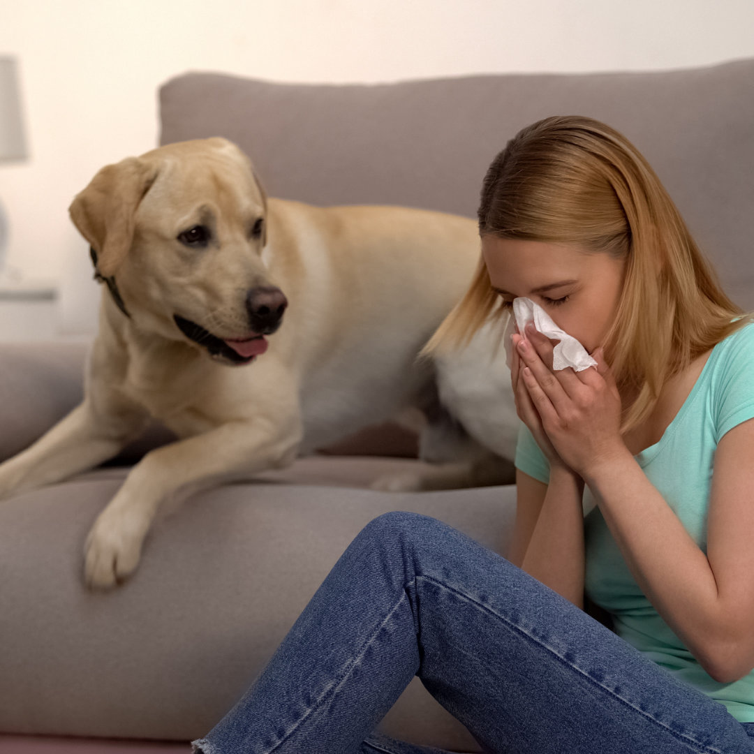 Ahhh-Choo! How to Help Your Dog’s Seasonal Allergies