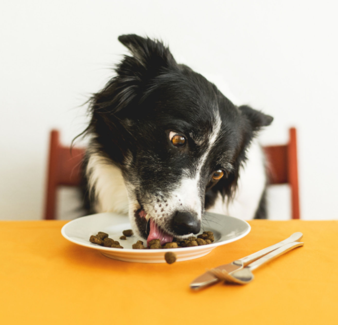 Photo of a dog sitting at a table eating kibble from a plate.