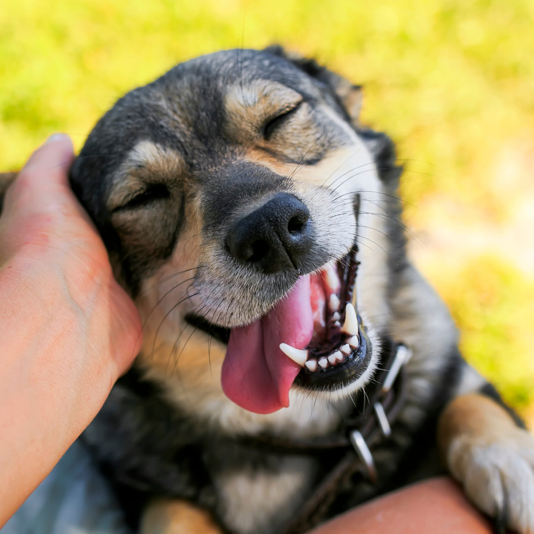 Photo of a smiling dog having the side of their head rubbed.