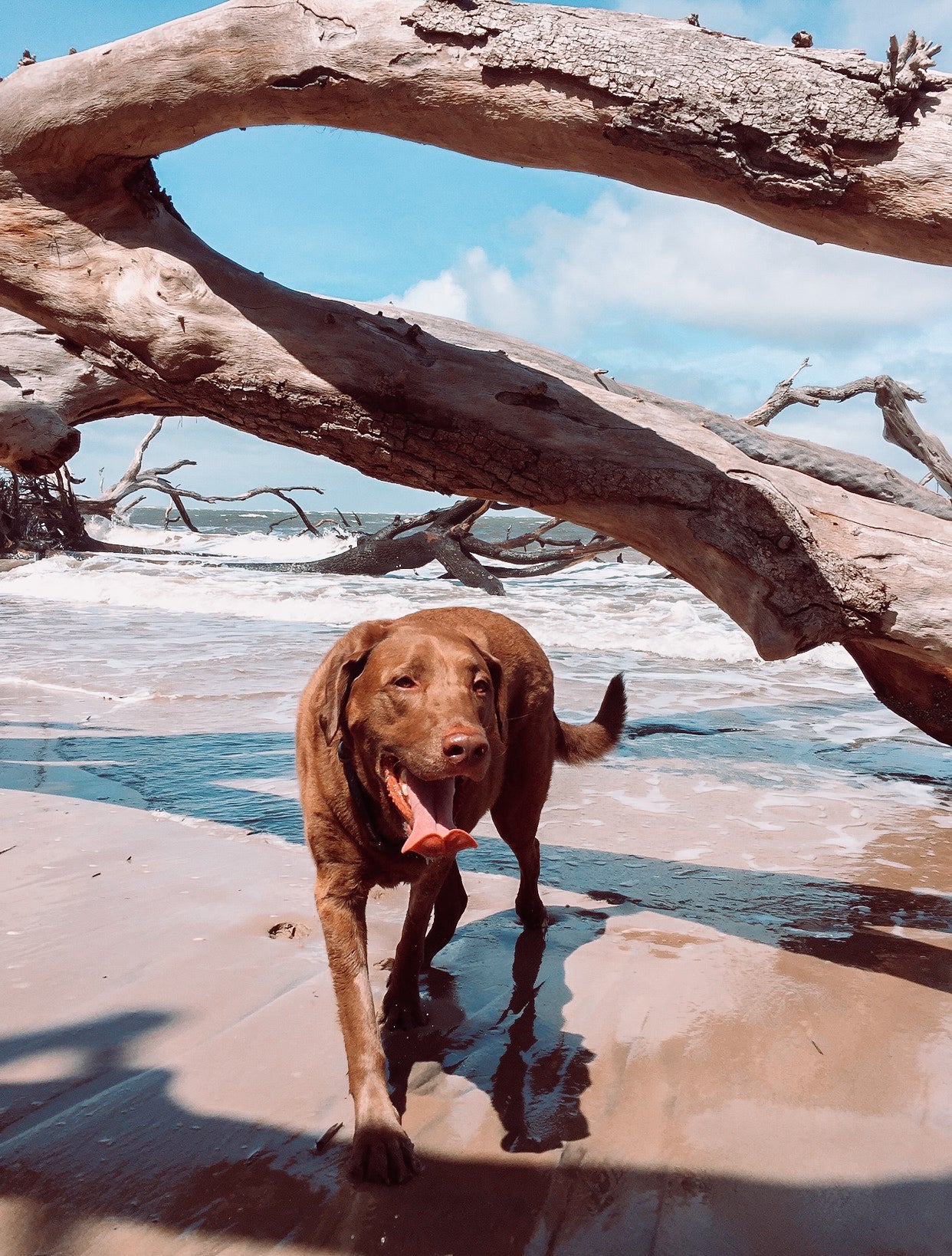 Photo of a dog playing on the beach.
