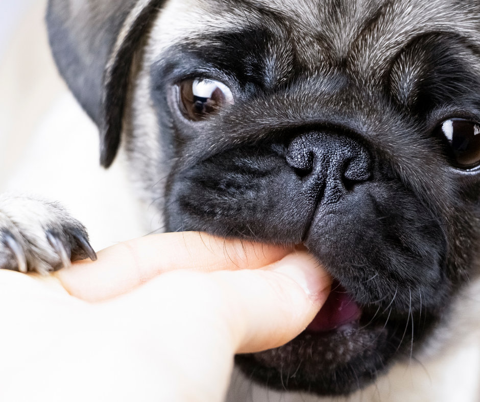 Photo of a pug nibbling on their parents finger.