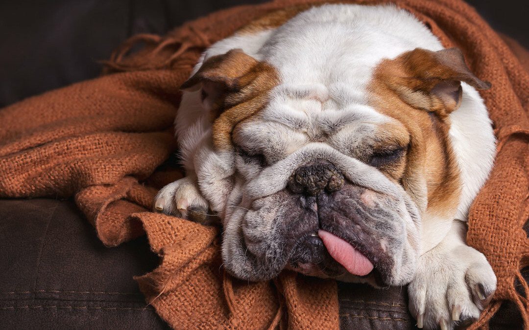 Signs of Dysbiosis in Dogs: Does Your Dog Have Leaky Gut?