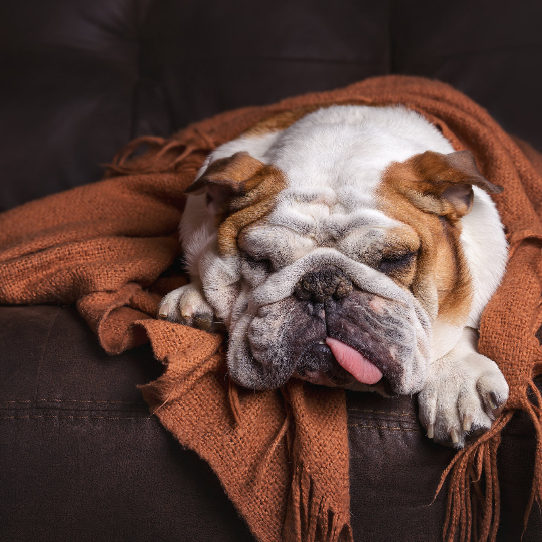 Photo of a sleeping bulldog with his tongue handing out.