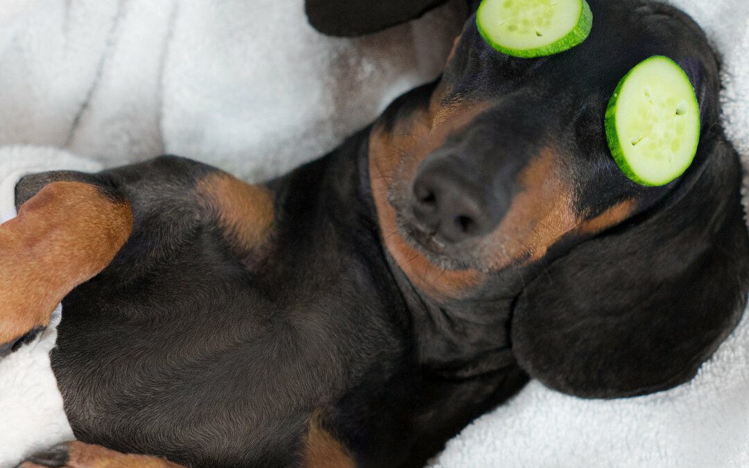 Dog Insomnia: What’s Keeping Your Dog Up at Night?