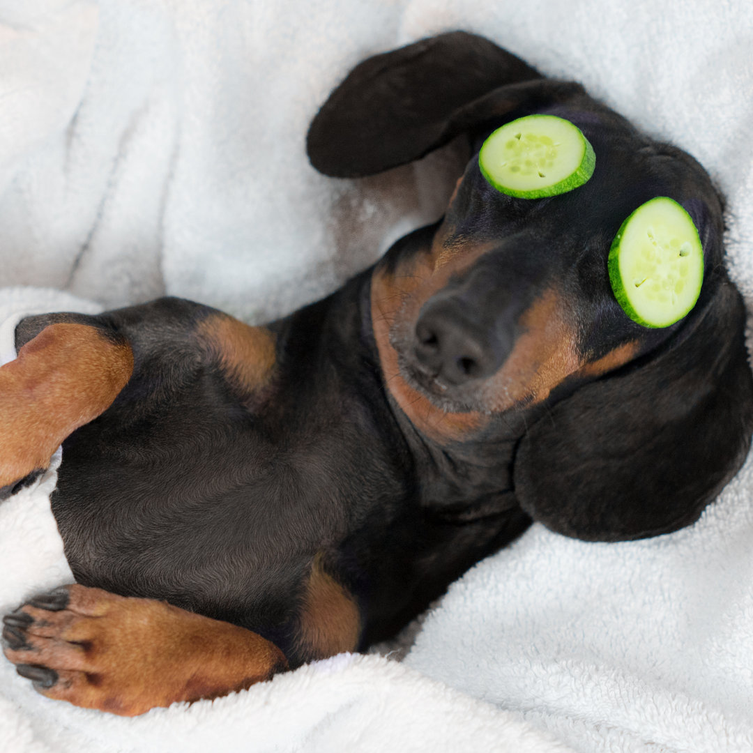 Photo of a dachshund with cucumber slices on their eyes.