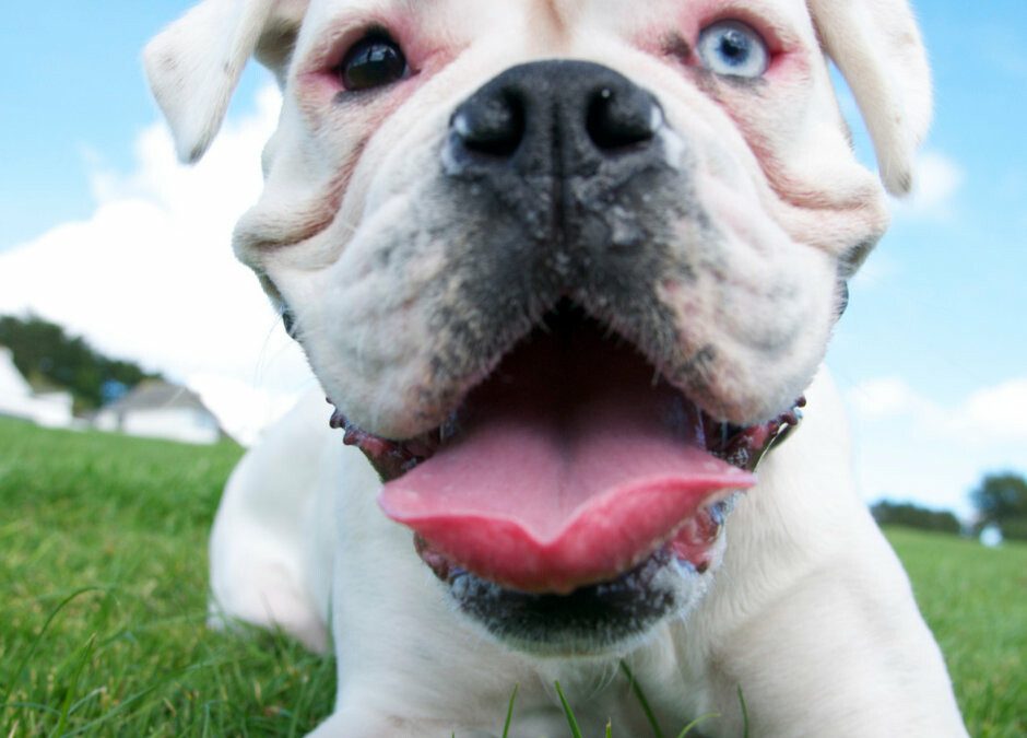 Stinky Dog Breath: Why Does My Dog’s Breath Smell Like Poop?