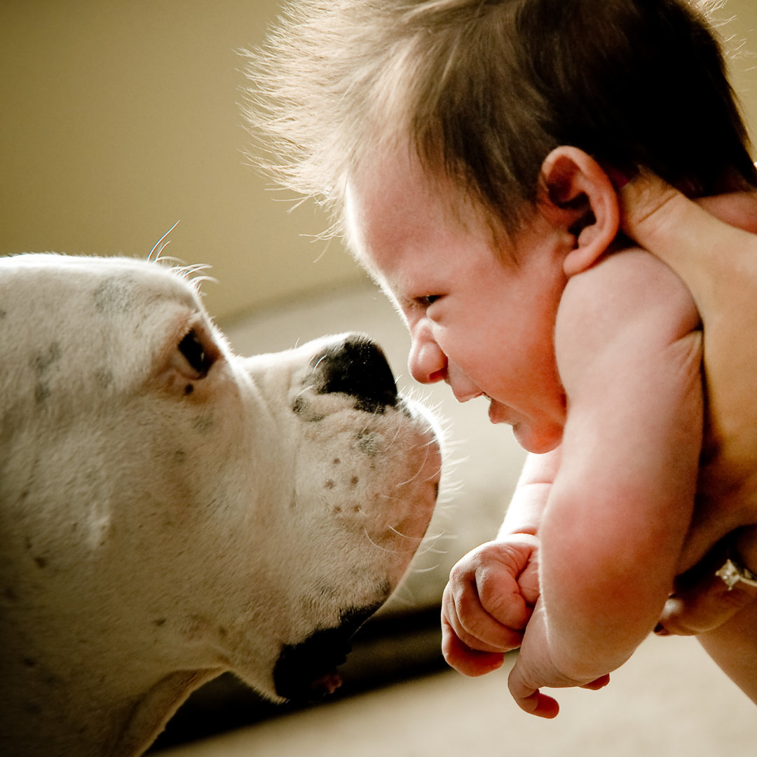 Photo of a baby making a smelly face close to a dog's face.
