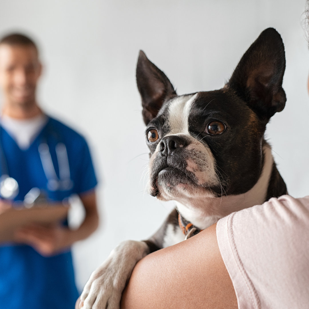 Why Dog Heartburn Rubs Fido the Wrong Way