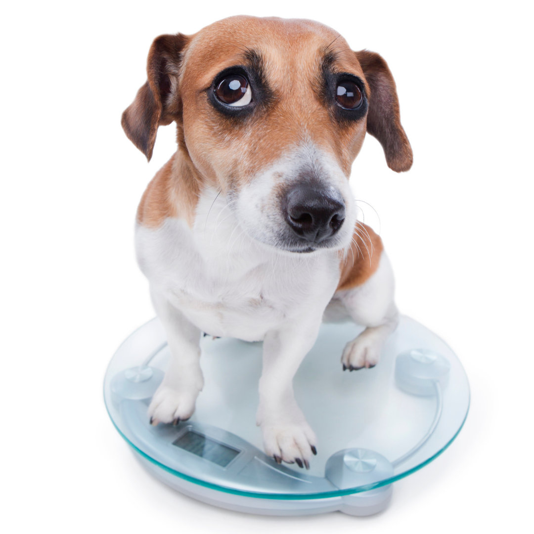 Photo of a dog cautiously sitting on a scale.