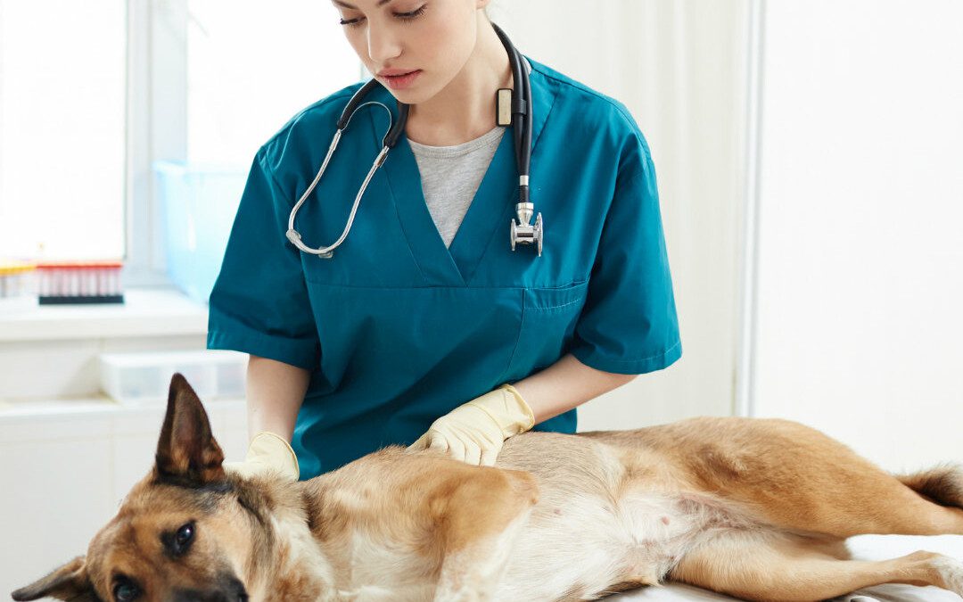 Pet Poison Prevention: What You Need to Know in an Emergency