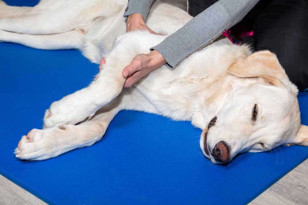 Photo of a dog having their arm massaged.