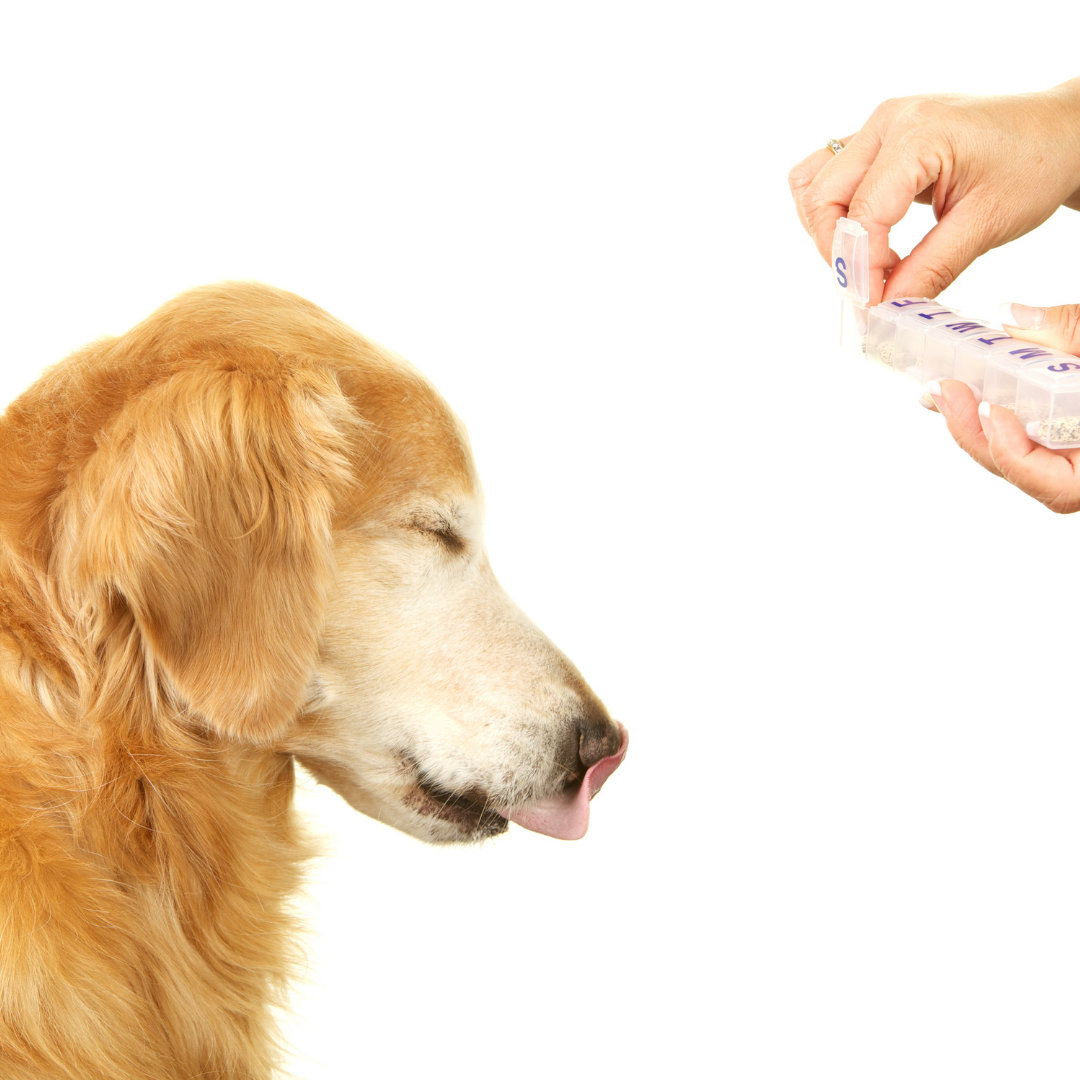 Photo of a dog being given medications in pill form.