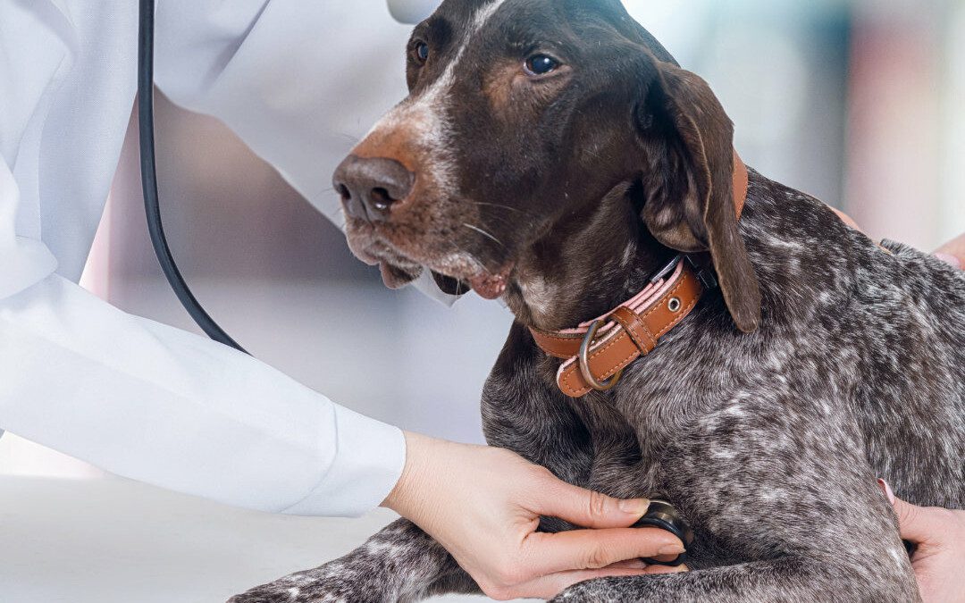 Dog High Blood Pressure: Is That a Thing?