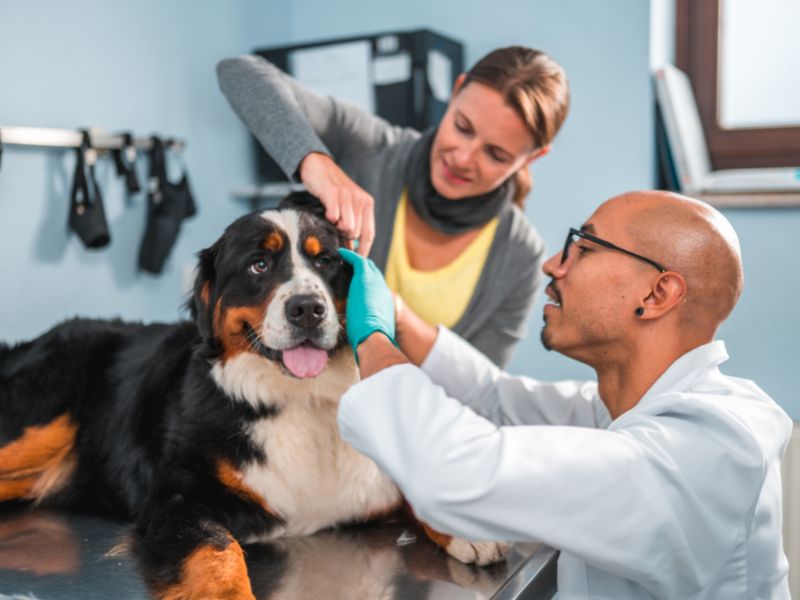 Recurrent dog ear infections may be helped with better gut health
