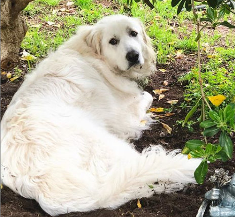Photo of a white dog laying outside.