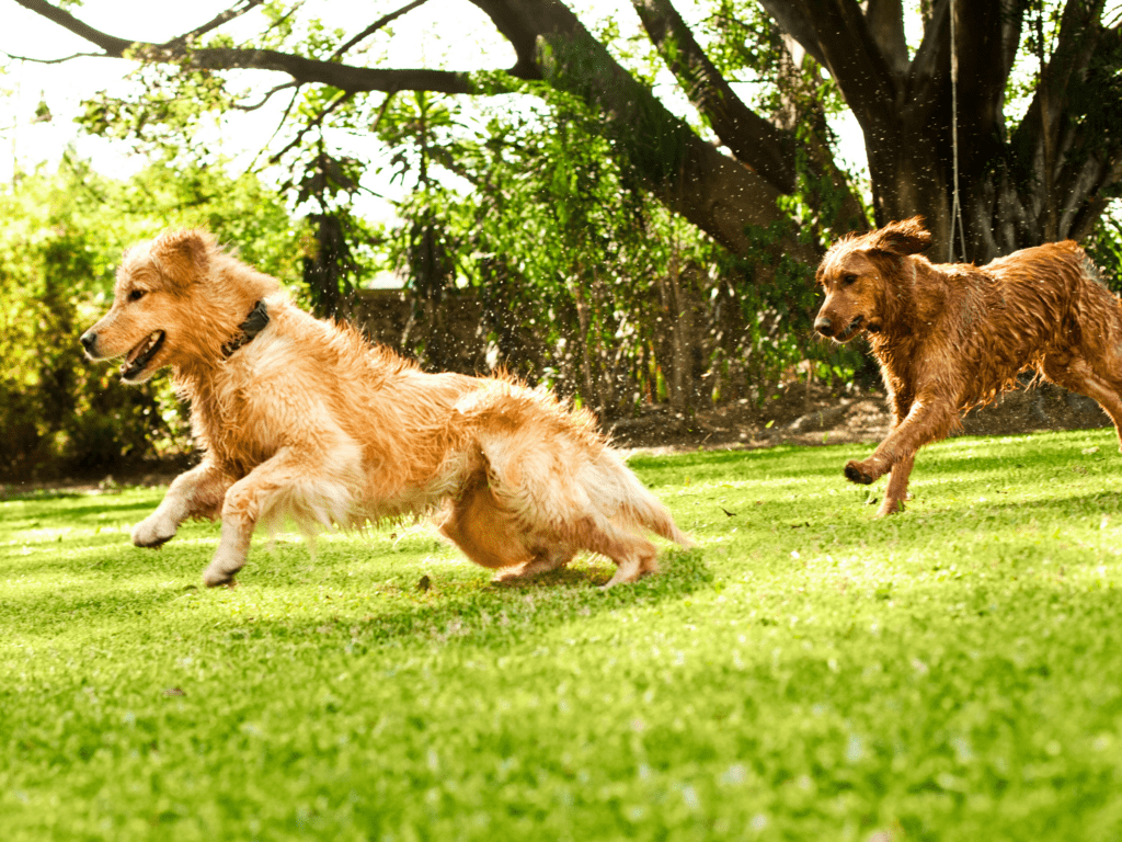 two golden retrievers run happily in a meadow